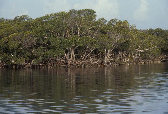 Mangroves National Park
